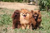 SPITZ ALLEMAND 461